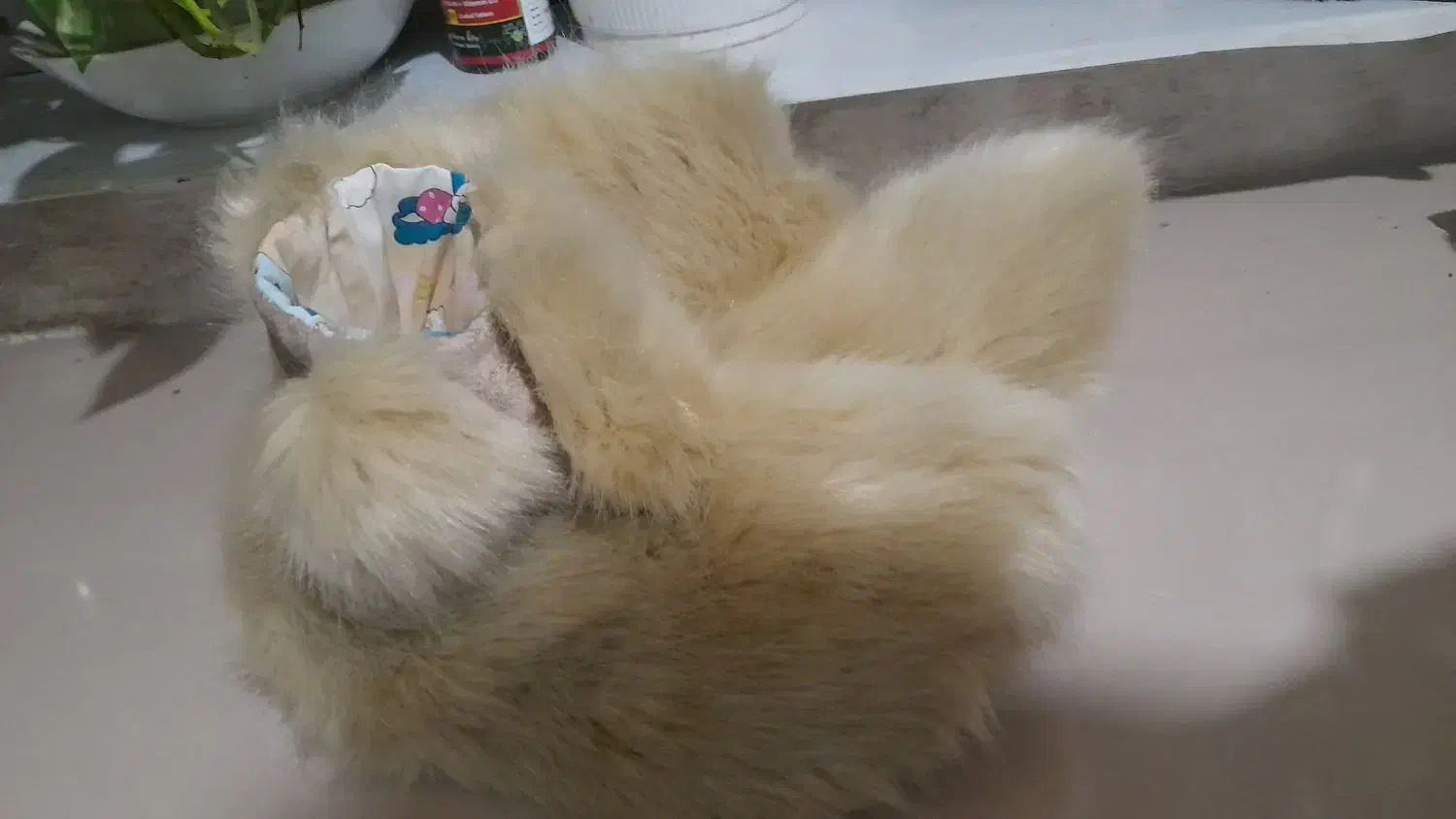 پاپوش خزدار|لباس|لاهیجان, خمیر کلایه|دیوار