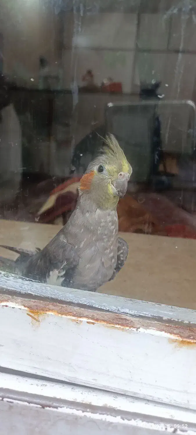 گمشده|حیوانات|بجنورد, |دیوار