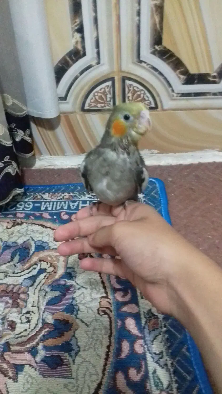 عروس پاریس|پرنده|سوسنگرد, |دیوار