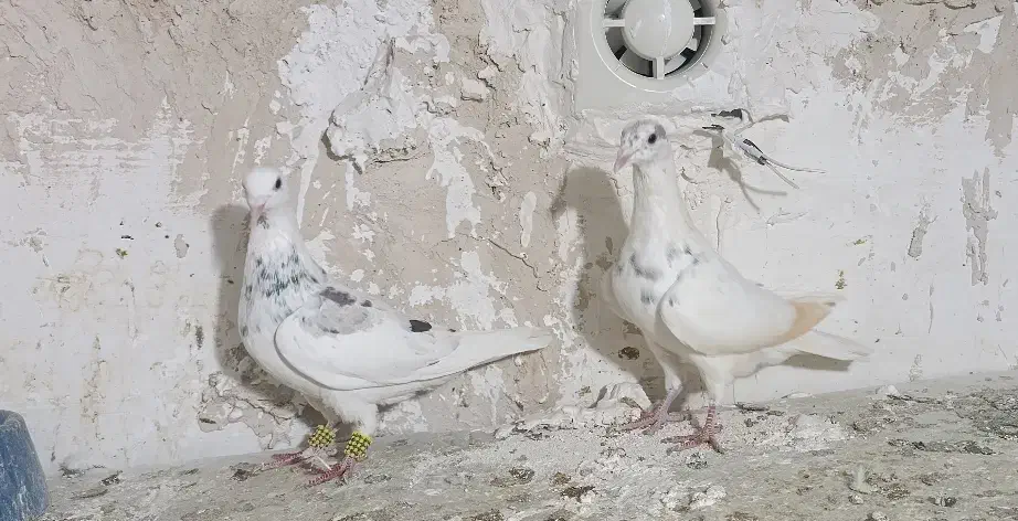 دوتا سار کرمونی|پرنده|تربت‌حیدریه, منصوریه|دیوار