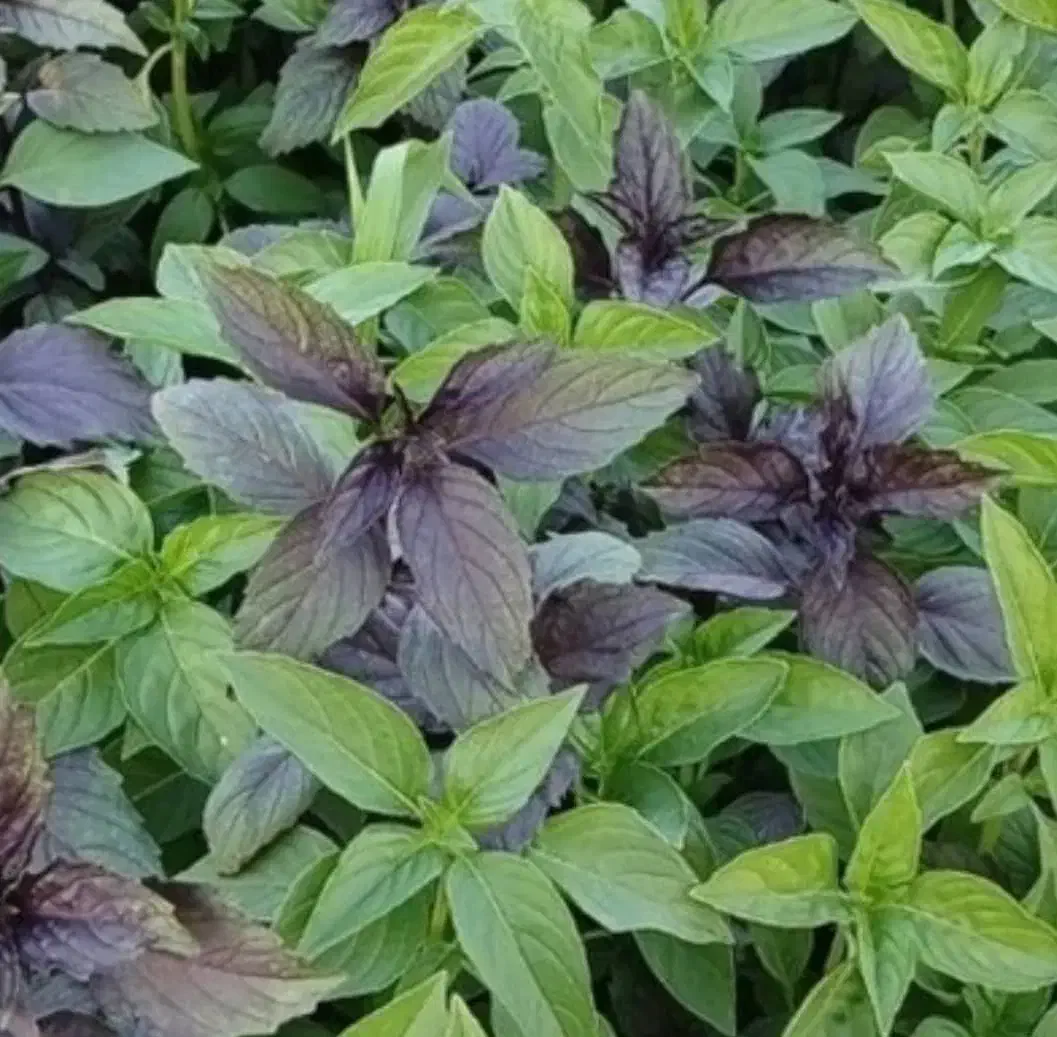 سبزی خورشی و خوردنـی|خوردنی و آشامیدنی|شاهین‌شهر, حاجی آباد|دیوار