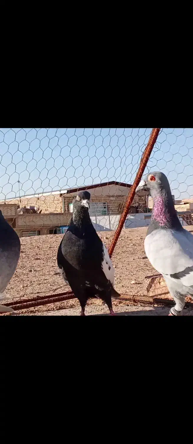 کفتر بوم|پرنده|یزد, |دیوار