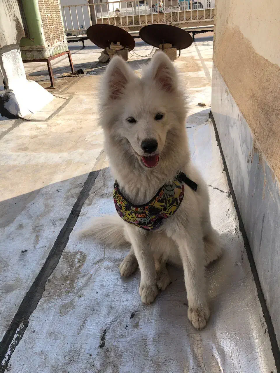 واگذاری سگ سامویید|سگ|کازرون, |دیوار