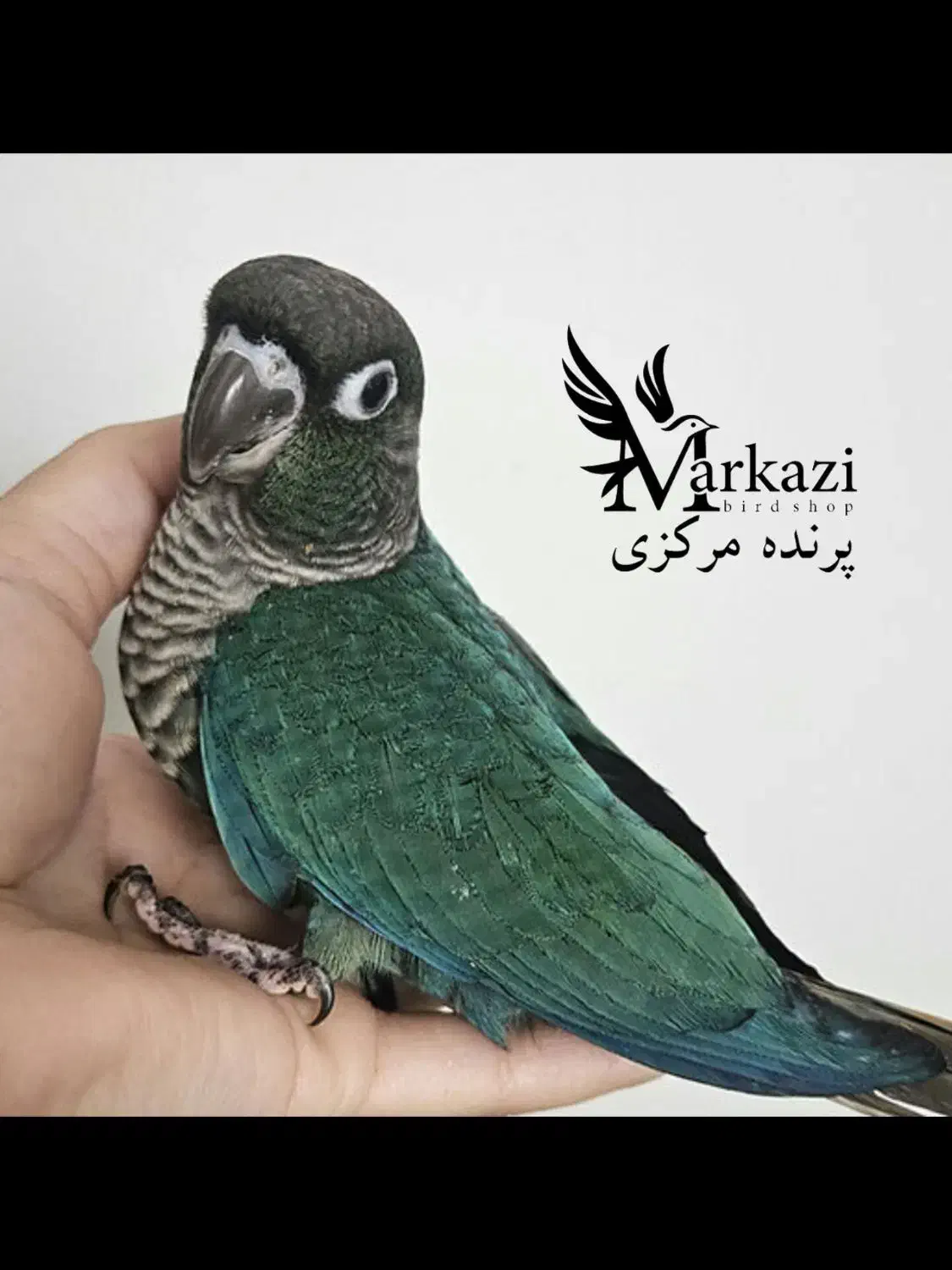 خرید و فروش انواع طوطی گرینجیک|پرنده|بندرعباس, |دیوار