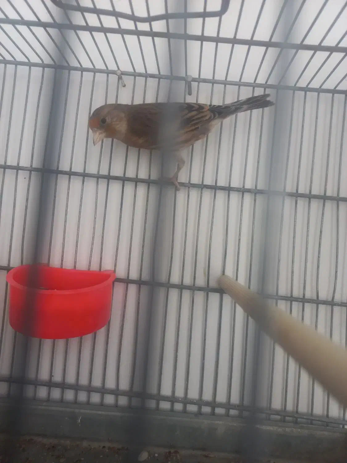 سهره قناری|پرنده|تهران, افسریه جنوبی|دیوار