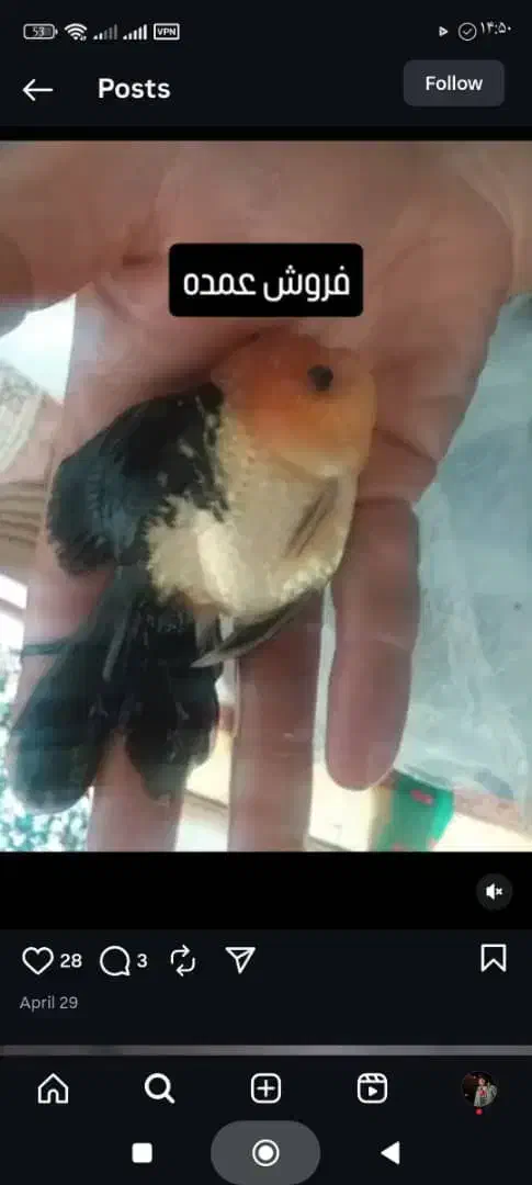 ماهی گلدفیش گریدaa|ماهی|قدس, شهرقدس|دیوار