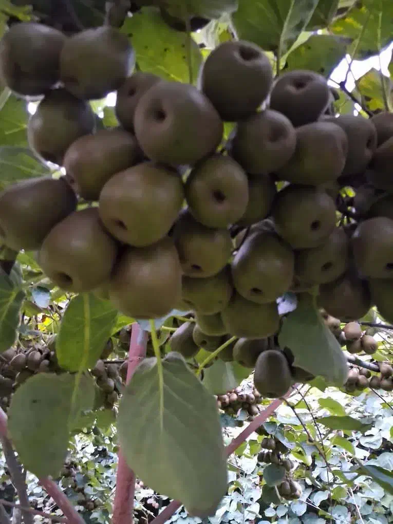 باغ کیوی سند تک برگ|فروش زمین و ملک کلنگی|تالش, هشتپر|دیوار