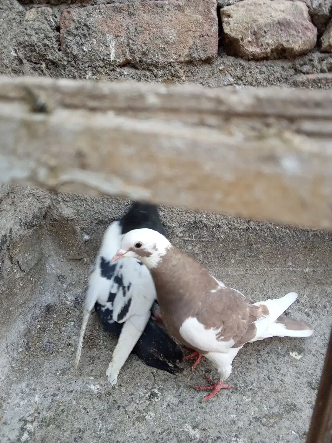 کبوتر|پرنده|مشهد, کوی دروی|دیوار