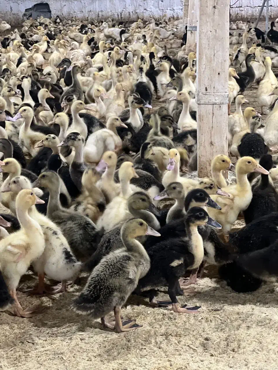 خرید اردک محلی بیست روزه فروش اردک مگ مگی|حیوانات مزرعه|رویان, |دیوار
