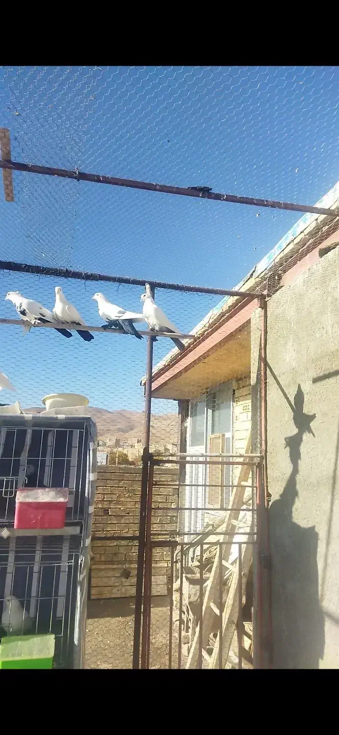 دم سیاه دم قهوه ای|پرنده|داران, |دیوار