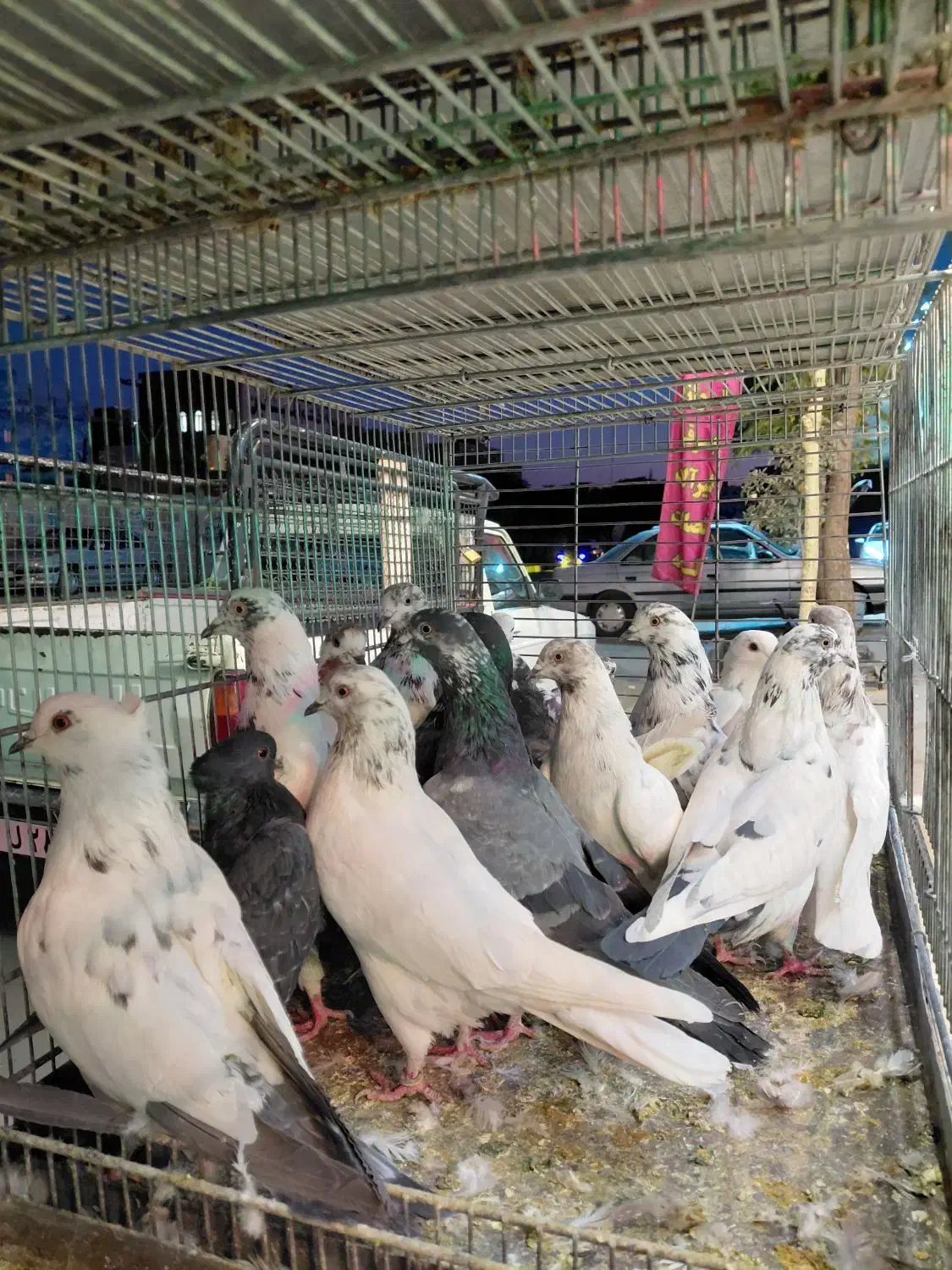 طوطی کبوتر و مرغ و خروس قربانی|پرنده|کرج, شهرک رضوانیه|دیوار