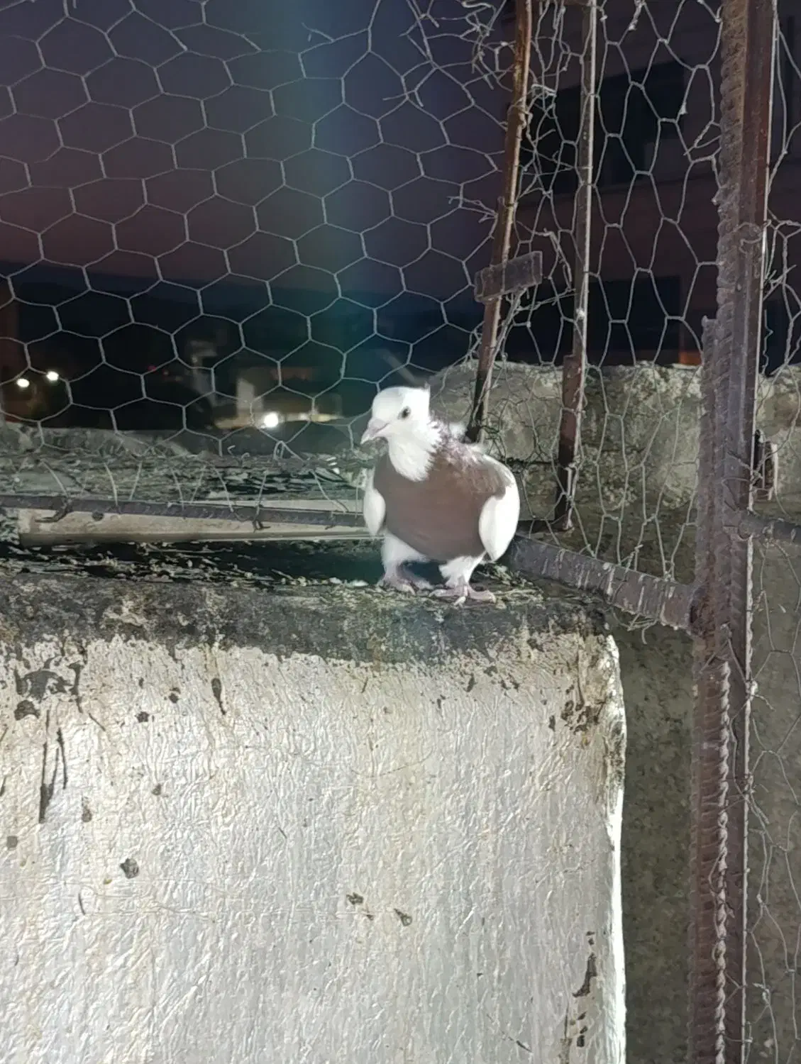 فروش کبوتر|پرنده|جهرم, |دیوار