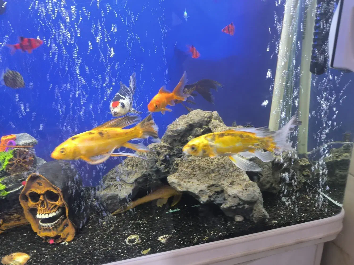 ماهی کوی|ماهی|مشهد, شهید معقول|دیوار