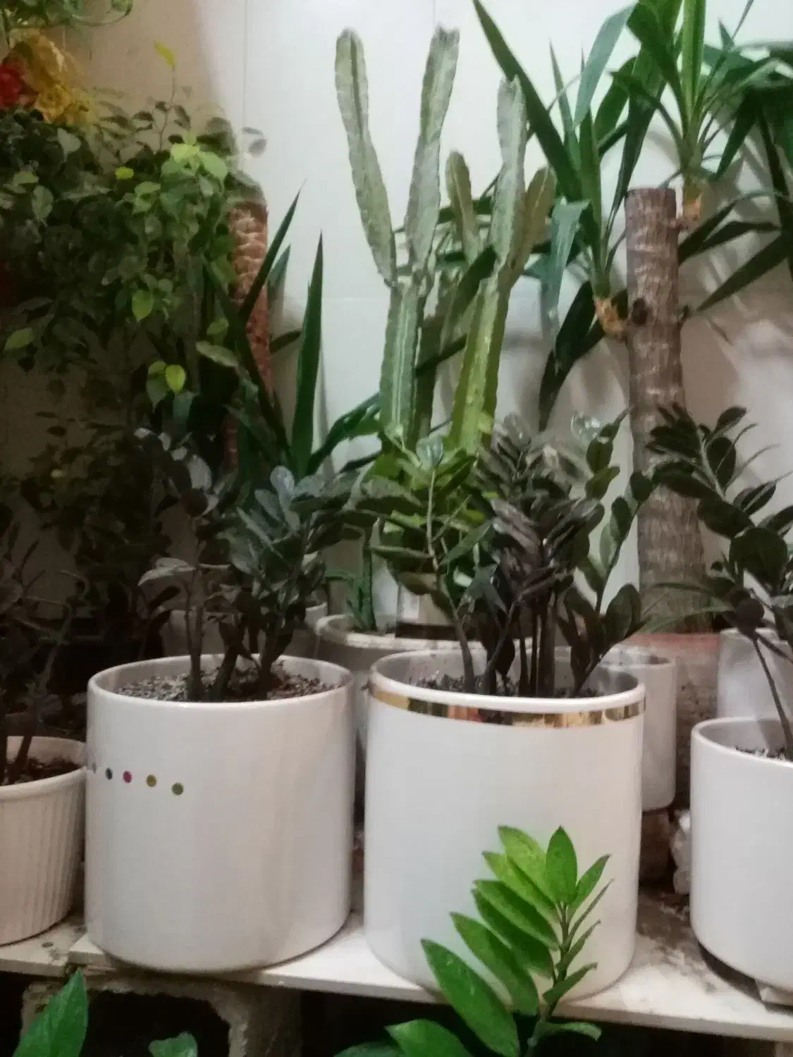 زاموفیلیا و یوکا|گل و گیاه طبیعی|کازرون, |دیوار