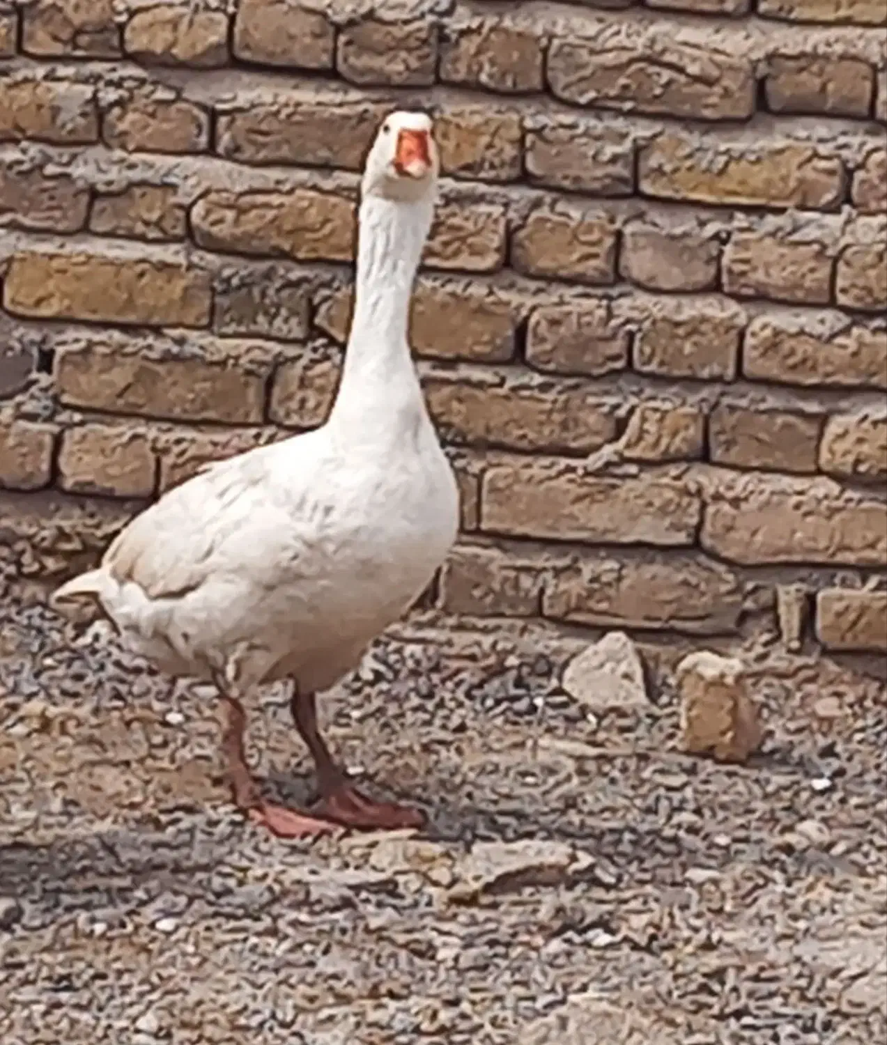 غاز|حیوانات مزرعه|قزوین, |دیوار