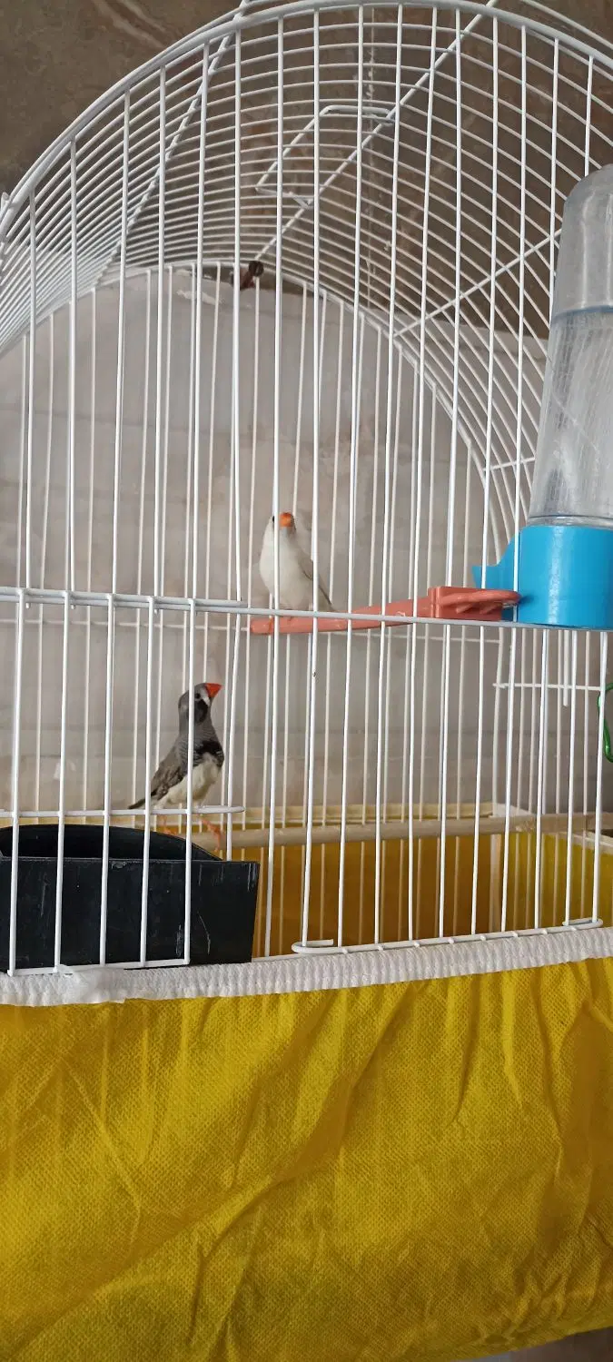 فنچ|پرنده|سراوان, |دیوار