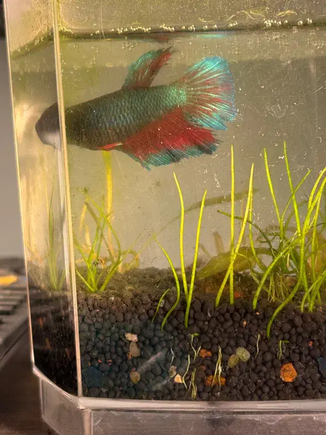 فایتر پلاکت|ماهی|تهران, فردوس|دیوار