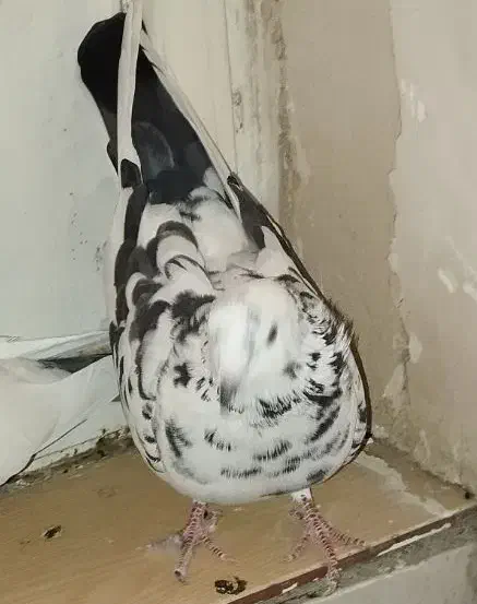 کبوتر نر و ماده|پرنده|سنندج, |دیوار