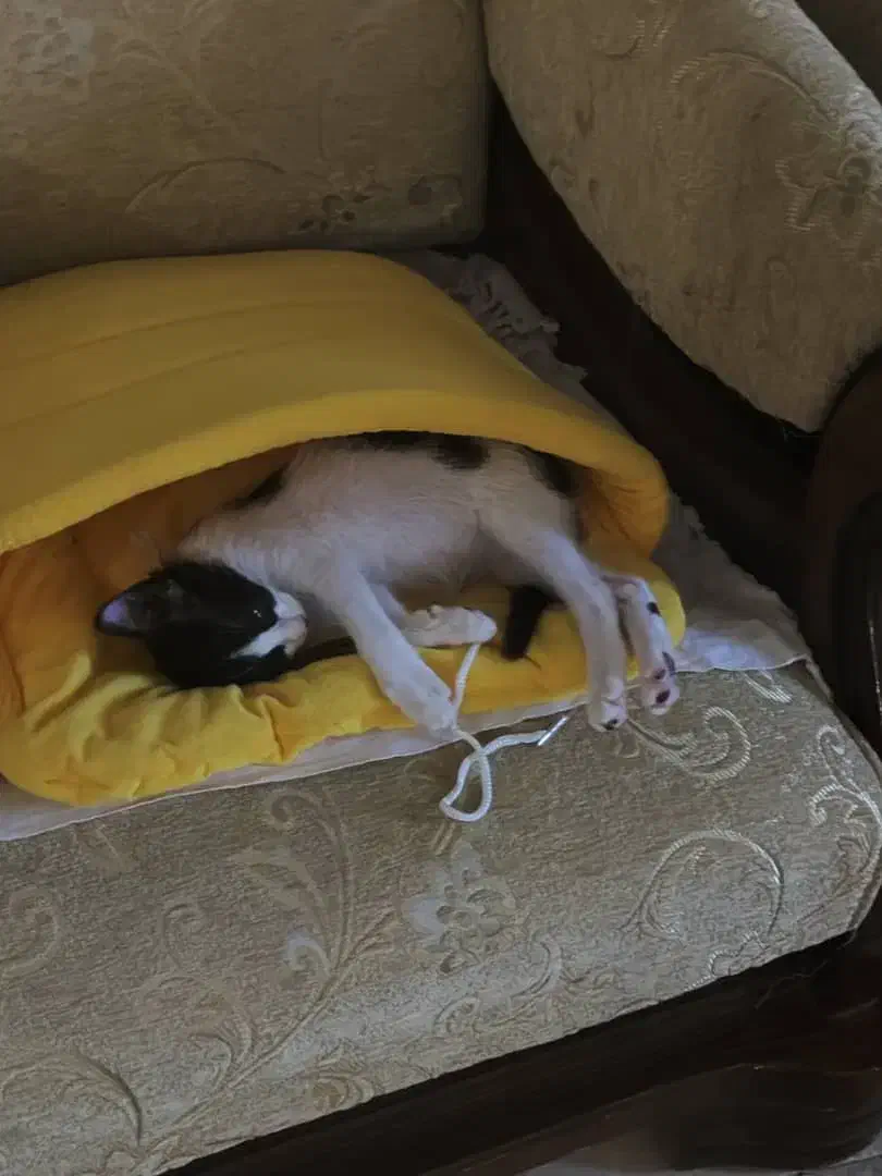 واگذاری دو عدد گربه|گربه|کیش, |دیوار