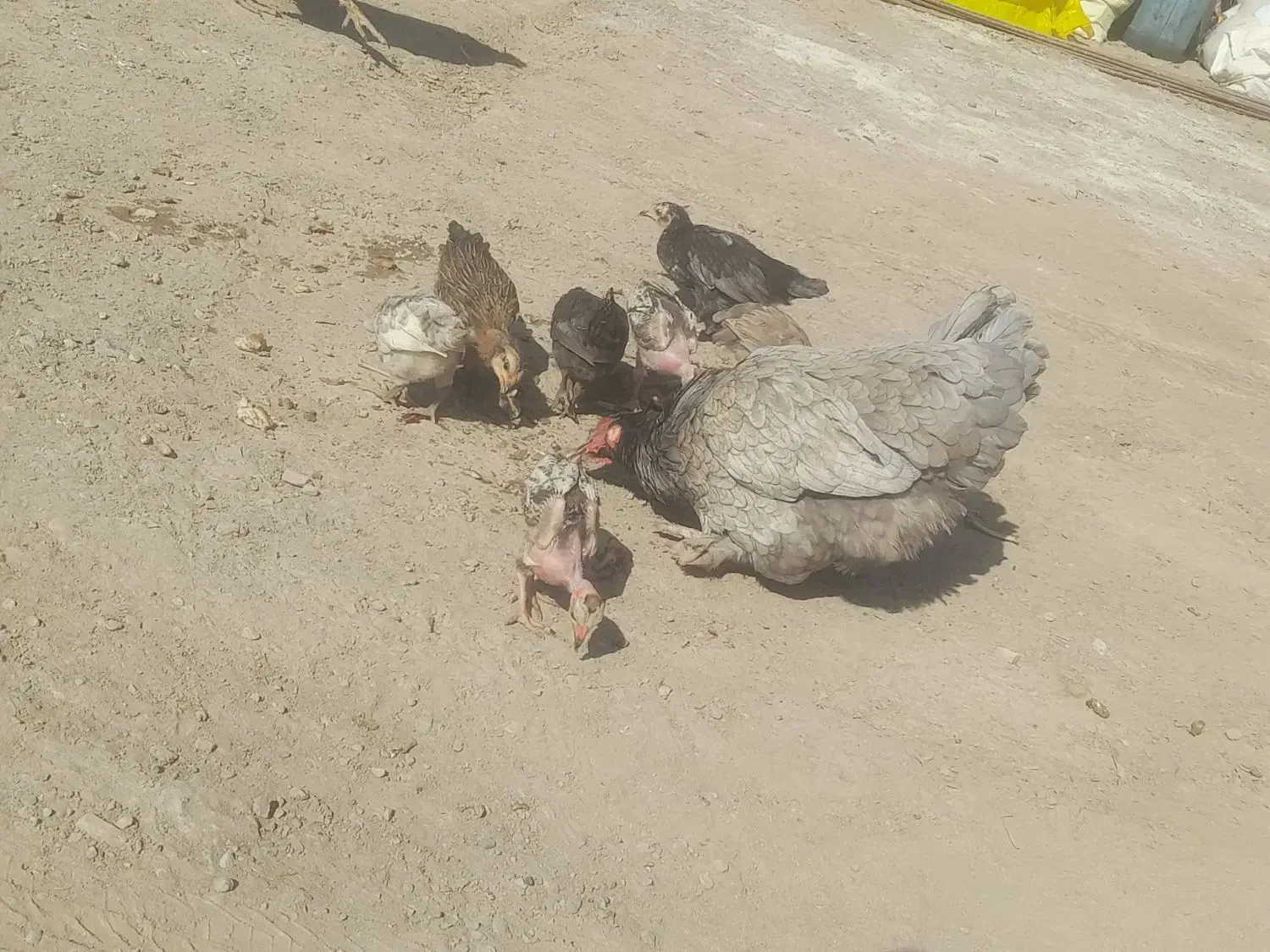 مرغ پاپر با ۷تا جوجه مرغ خیری هست قیمت ۱۳۰۰|حیوانات مزرعه|رودبار (کرمان), |دیوار