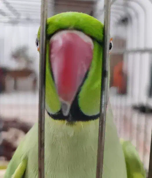 طوطی ملنگو نر سخنگو|پرنده|ایلام, |دیوار