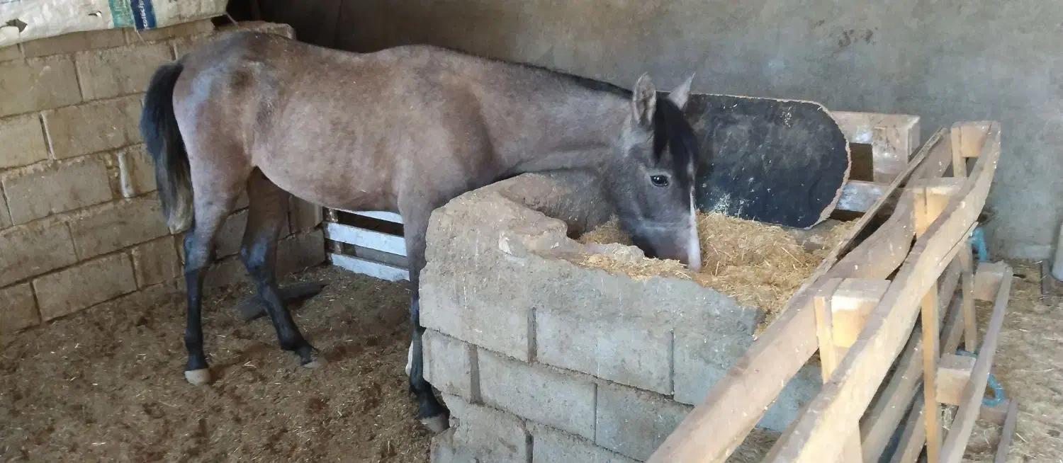 کره اسب|اسب و تجهیزات اسب‌سواری|دورود, |دیوار