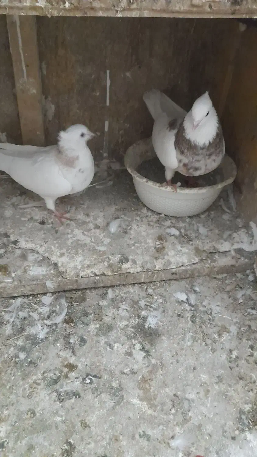 طوقی|پرنده|گرگان, |دیوار