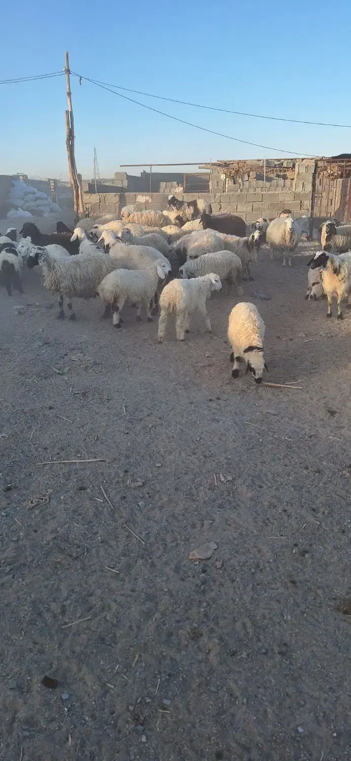 ۲۸گوسفند زاییده و۱۰گوسفند آبستن و۱۱بره پارسالی|حیوانات مزرعه|زاهدان, |دیوار