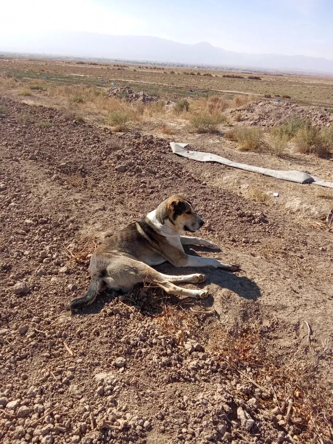 واگذاری سگ نر|سگ|تربت جام, میان جام|دیوار