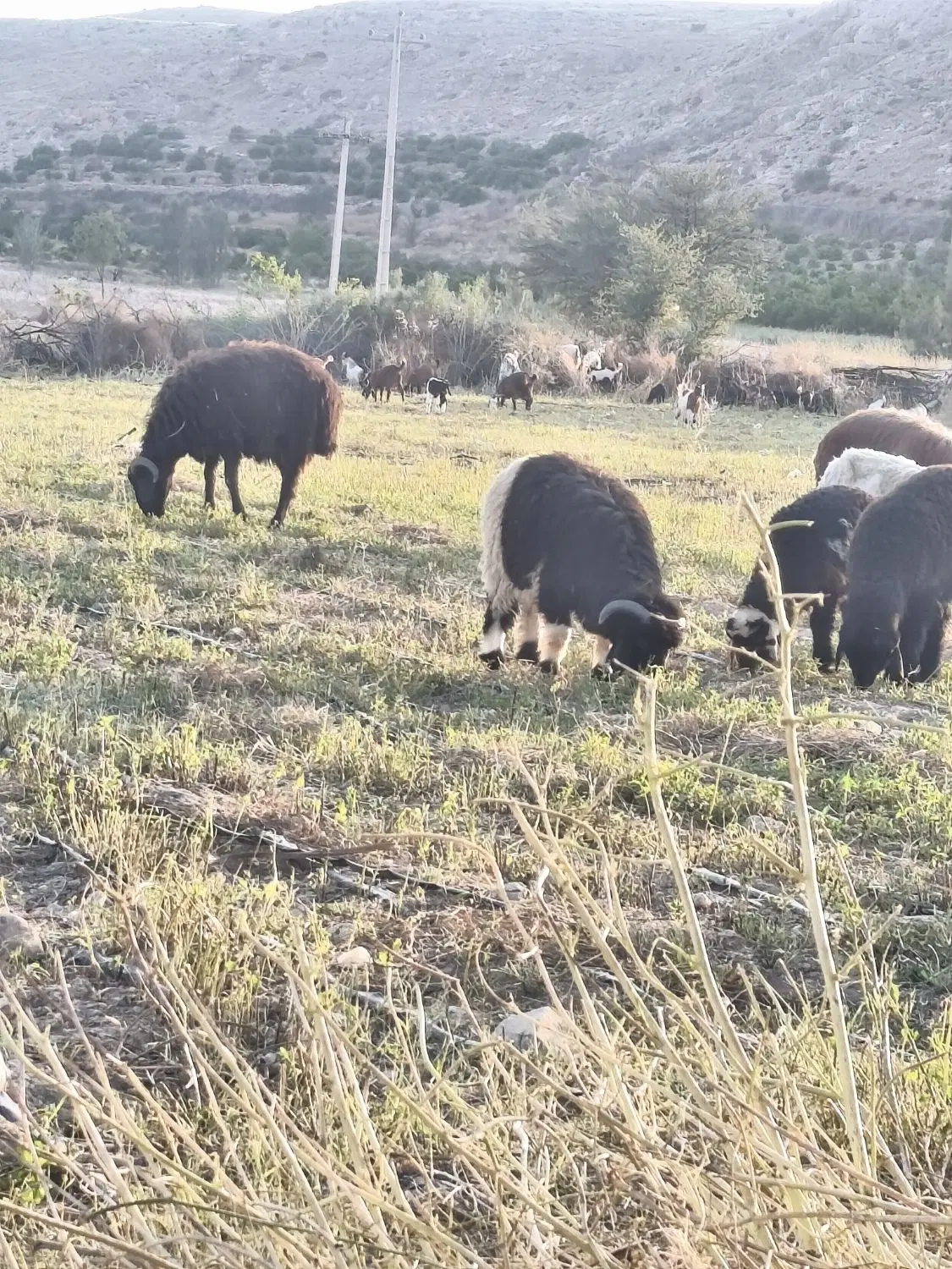 بره|حیوانات مزرعه|داراب, |دیوار