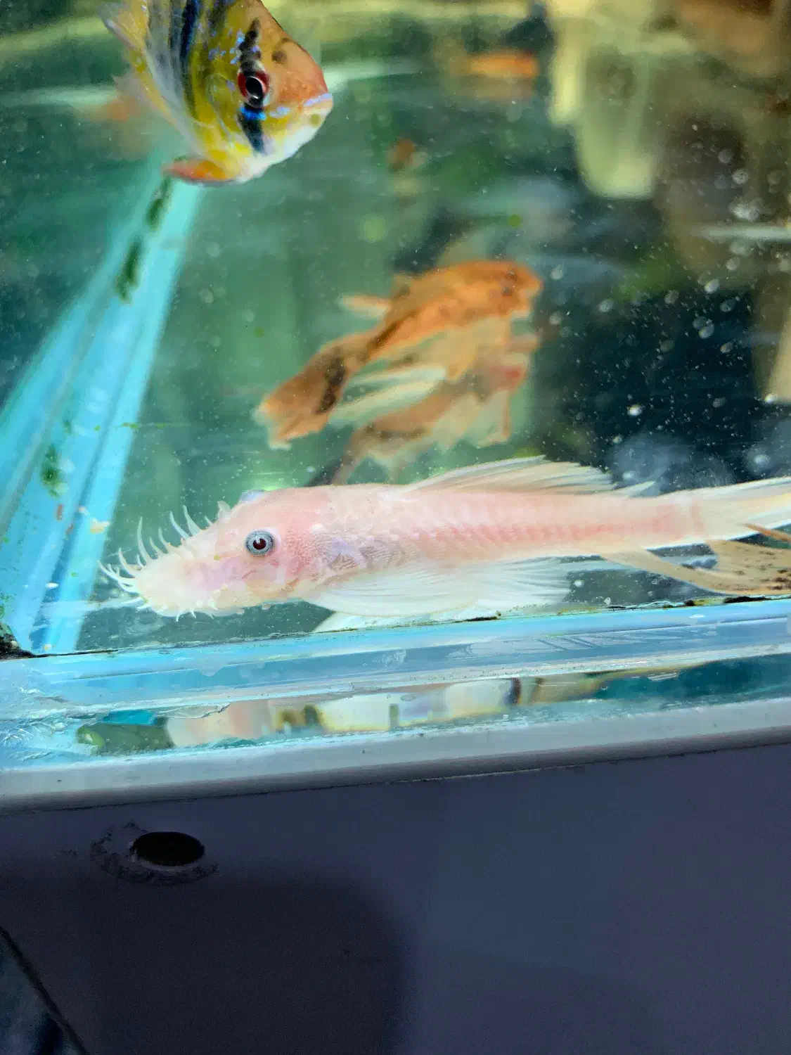 کت پوزه بوته ای بلو آیز مولد|ماهی|تهران, جنت‌آباد مرکزی|دیوار