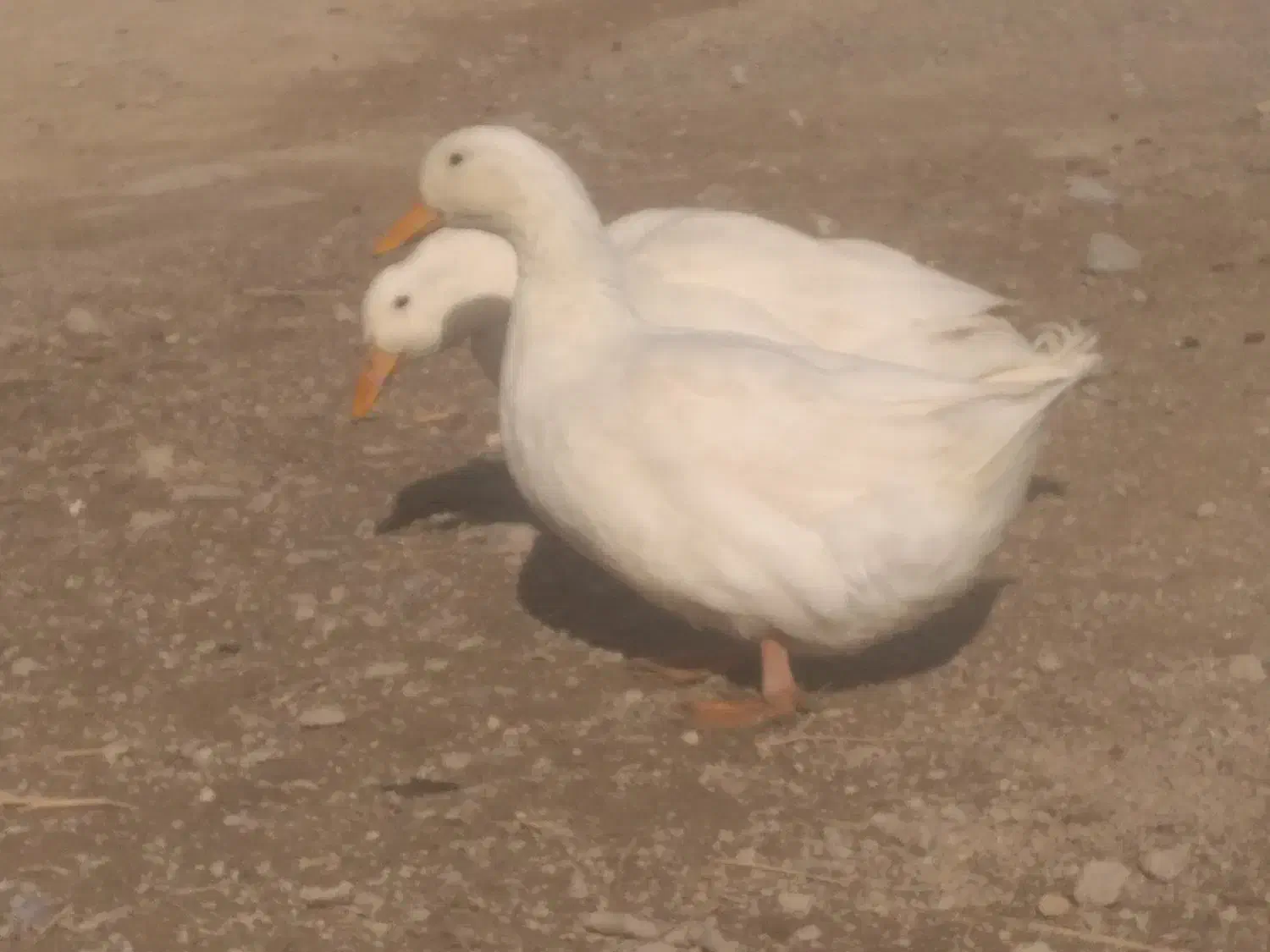 اردک|پرنده|لردگان, |دیوار