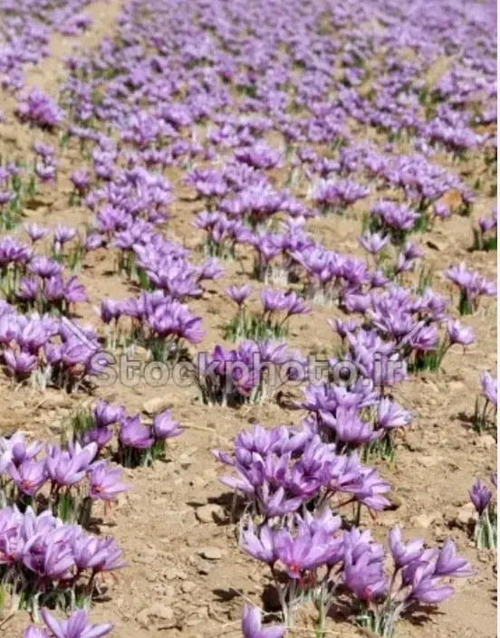 ک ا ر گر گ ل زع ف ران|فعالیت داوطلبانه|تربتحیدریه, بالا ولایت|دیوار