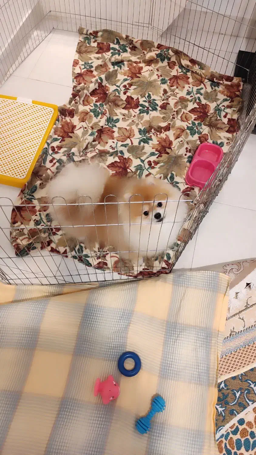 سگ پامرانین|سگ|اندیشه, شهرک مریم|دیوار