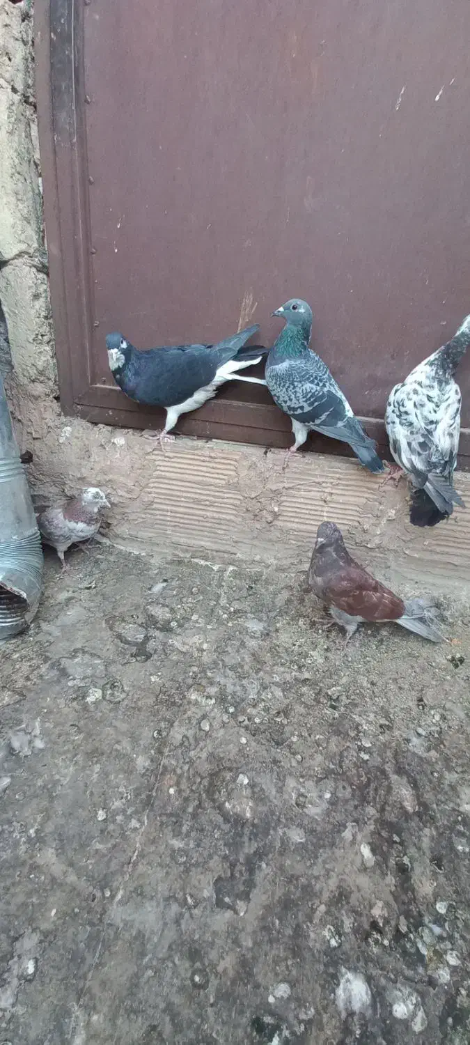 ۶کفترغریب گیری|پرنده|پاکدشت, پاکدشت (مامازند)|دیوار