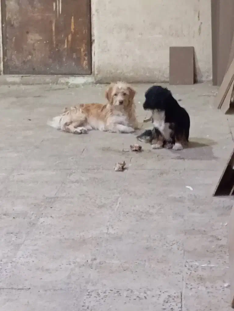 سگ خانگی|سگ|جاجرود, |دیوار