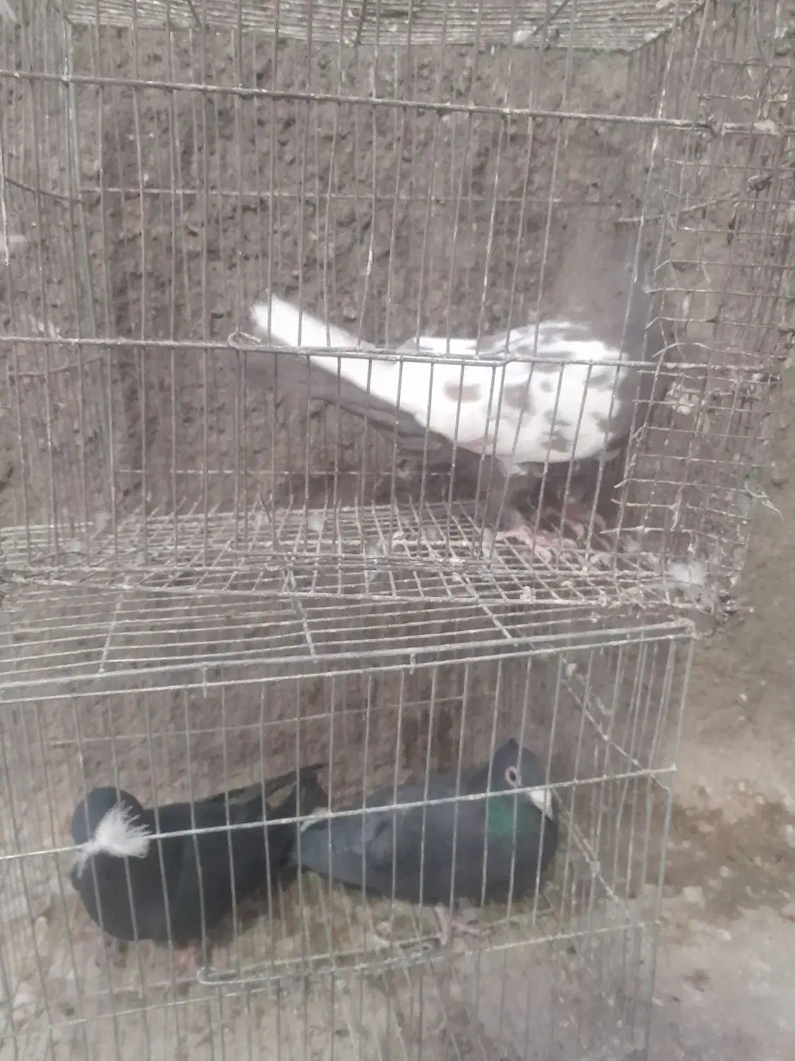 کبوتر|پرنده|زرند, |دیوار