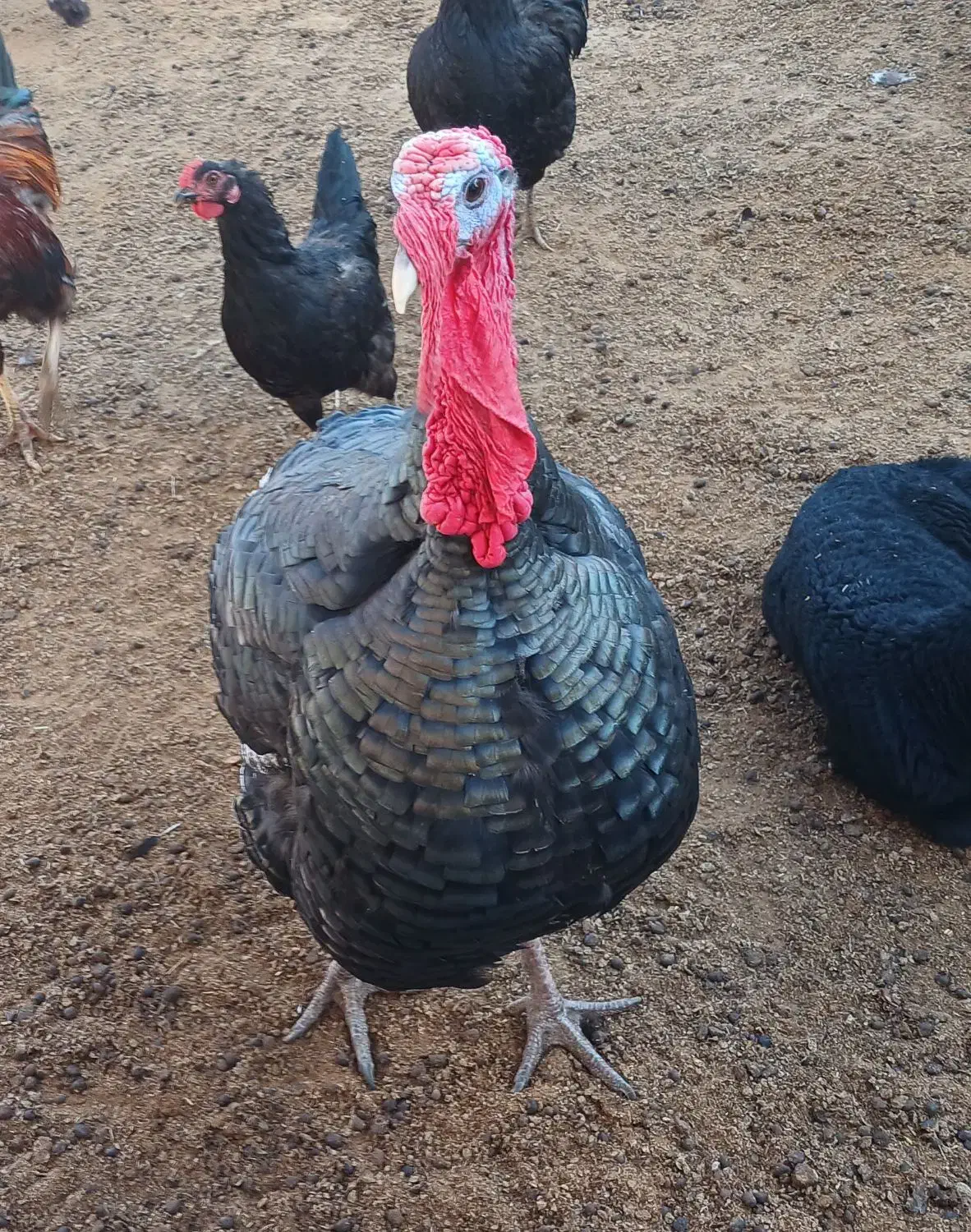 3 عدد بوقلمون|حیوانات مزرعه|مشهد, کلاته تیموری|دیوار