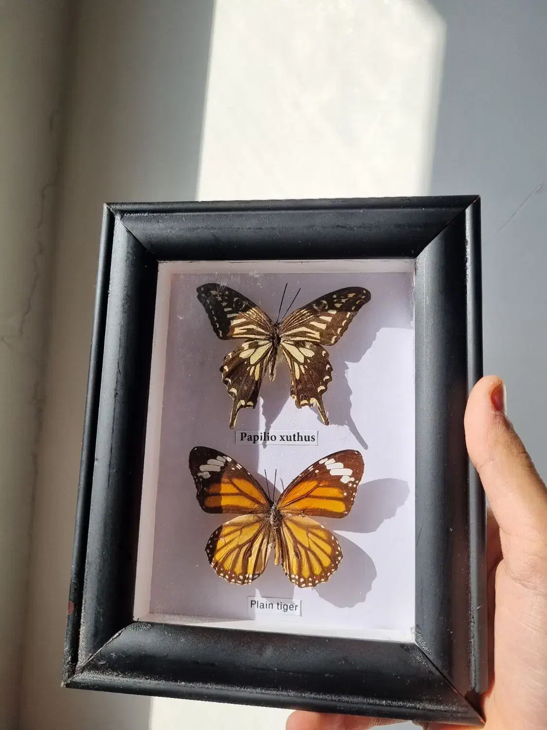 تابلو پروانه زیبا|تابلو، نقاشی، عکس|تهران, صادقیه|دیوار