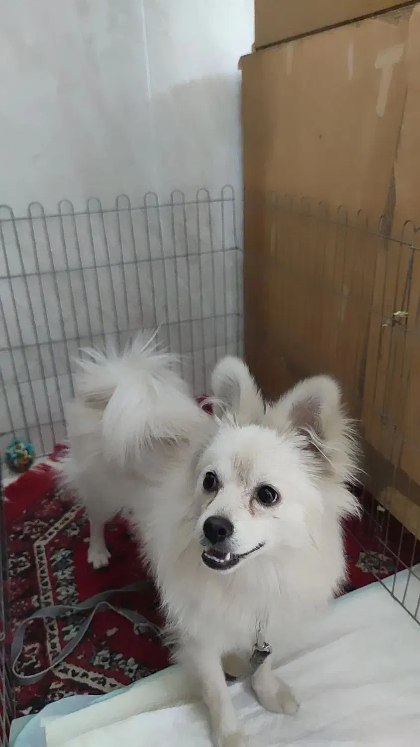 سگ پامر|سگ|یزد, |دیوار