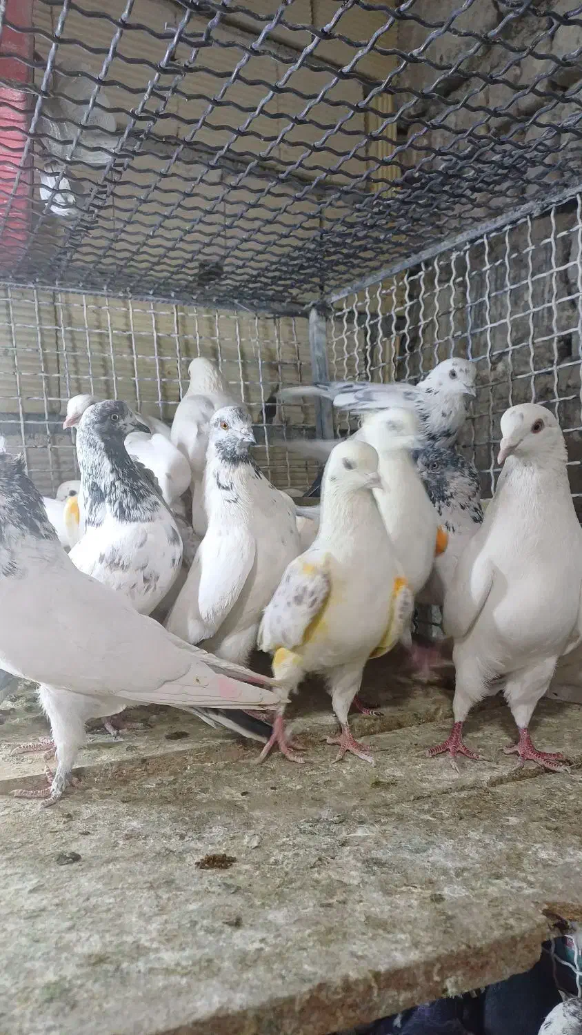 دکه ناصردین|پرنده|دورود, |دیوار