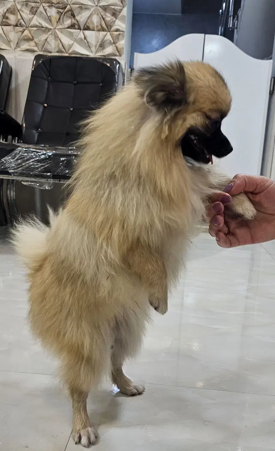 پامرهای شیطون وبازیگوش .پدرومادرو بچه هاش|سگ|سنگر, |دیوار