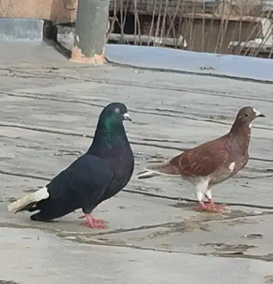 کفتر دم سفید|پرنده|تربت‌حیدریه, حسنی بالا|دیوار