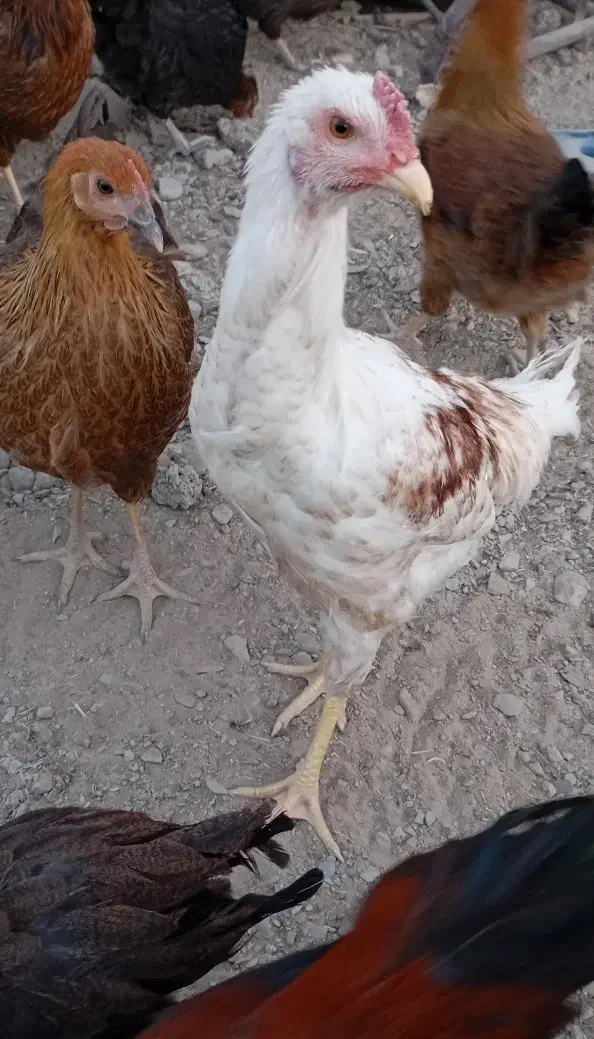 مرغ محلی|حیوانات مزرعه|کله گان, |دیوار