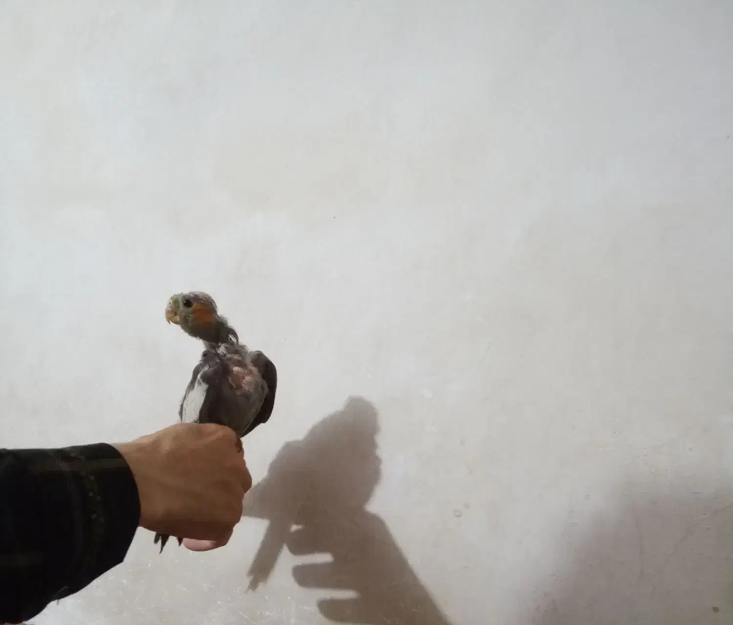 عروس هلندی|پرنده|تبریز, |دیوار