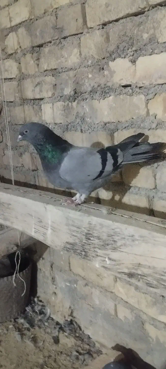 کبوتر ماده|پرنده|فارسان, |دیوار