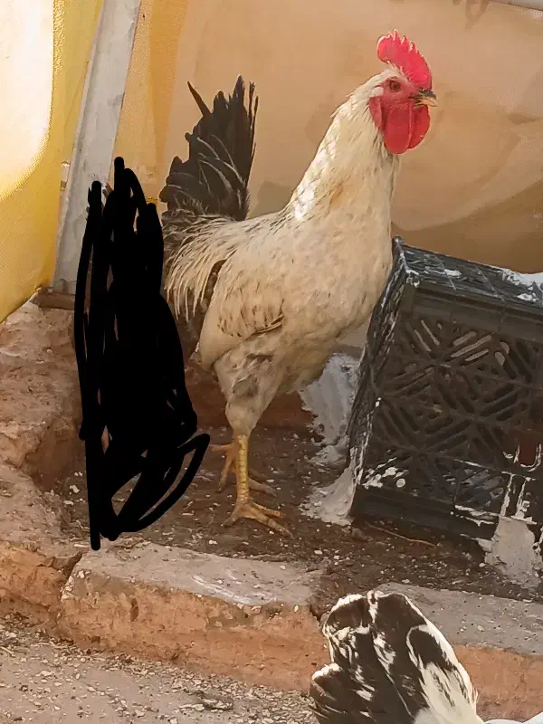 فروش مرغ خروس فوری|حیوانات مزرعه|مسجد سلیمان, |دیوار
