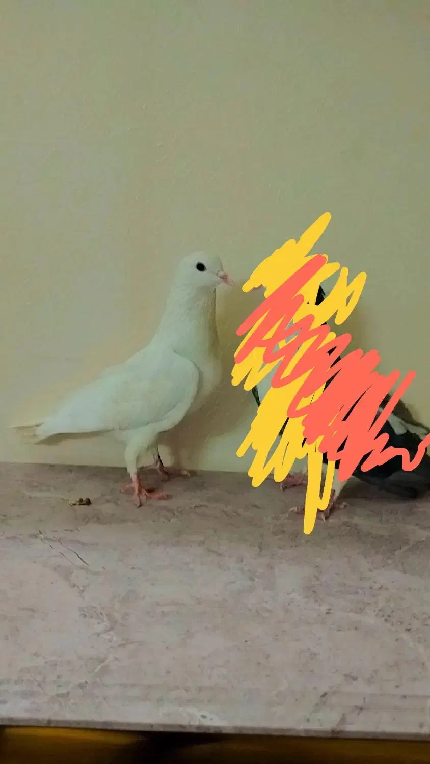 مادع دمگیر|حیوانات|اصفهان, منتظرالمهدی|دیوار