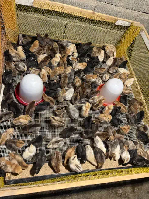 جوجه محلی،تخم مرغ نطفه دار،غاز نر|حیوانات مزرعه|تنکمان, |دیوار