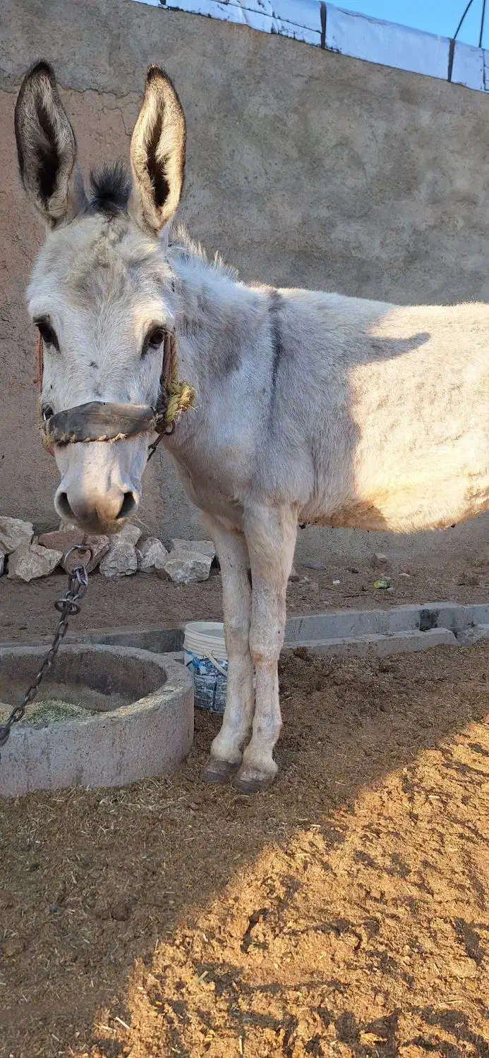 الاغ نرجوان|حیوانات مزرعه|بروجرد, |دیوار